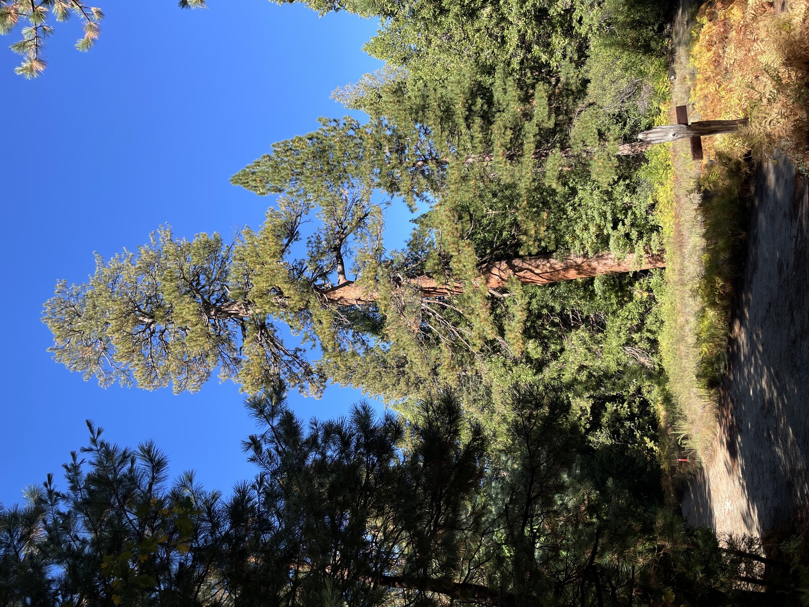 What survives has deep roots. The last old-growth ponderosa pine in southern California, James Reserve.