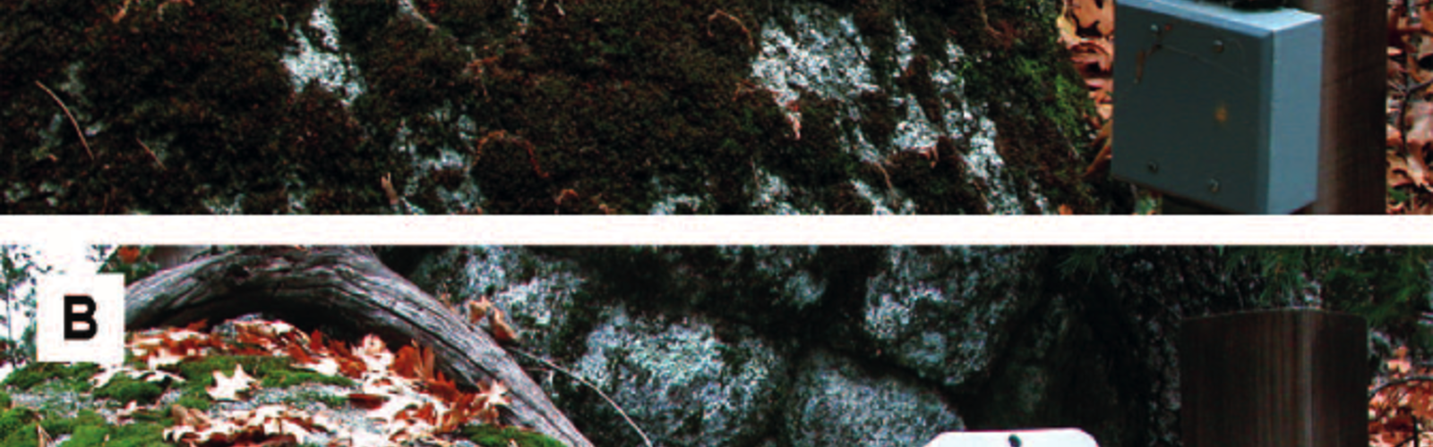 The world famous Moss Cam 🤣