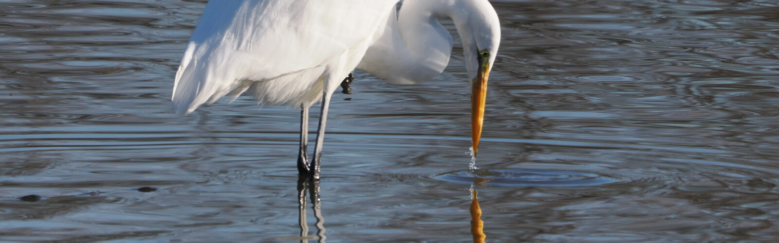 Seeing nature as a mirror is a useful tool - yesterday’s birding at Fernhill Wetlands, Oregon