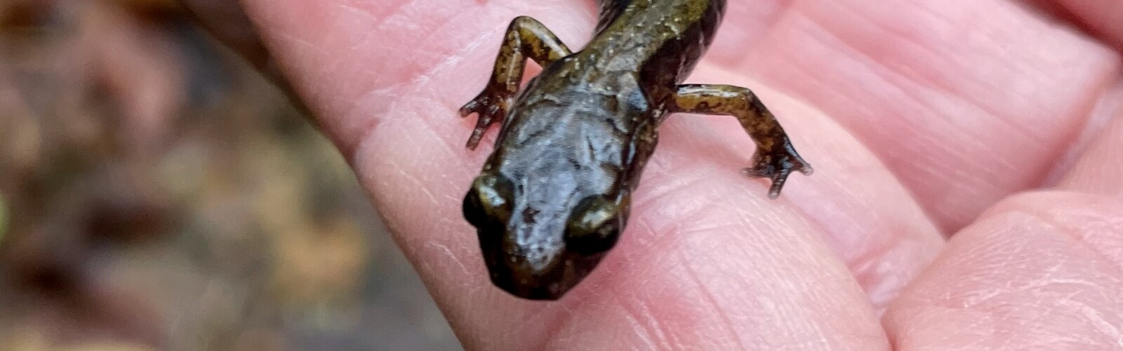 Strata, Chapter One: The Recognition