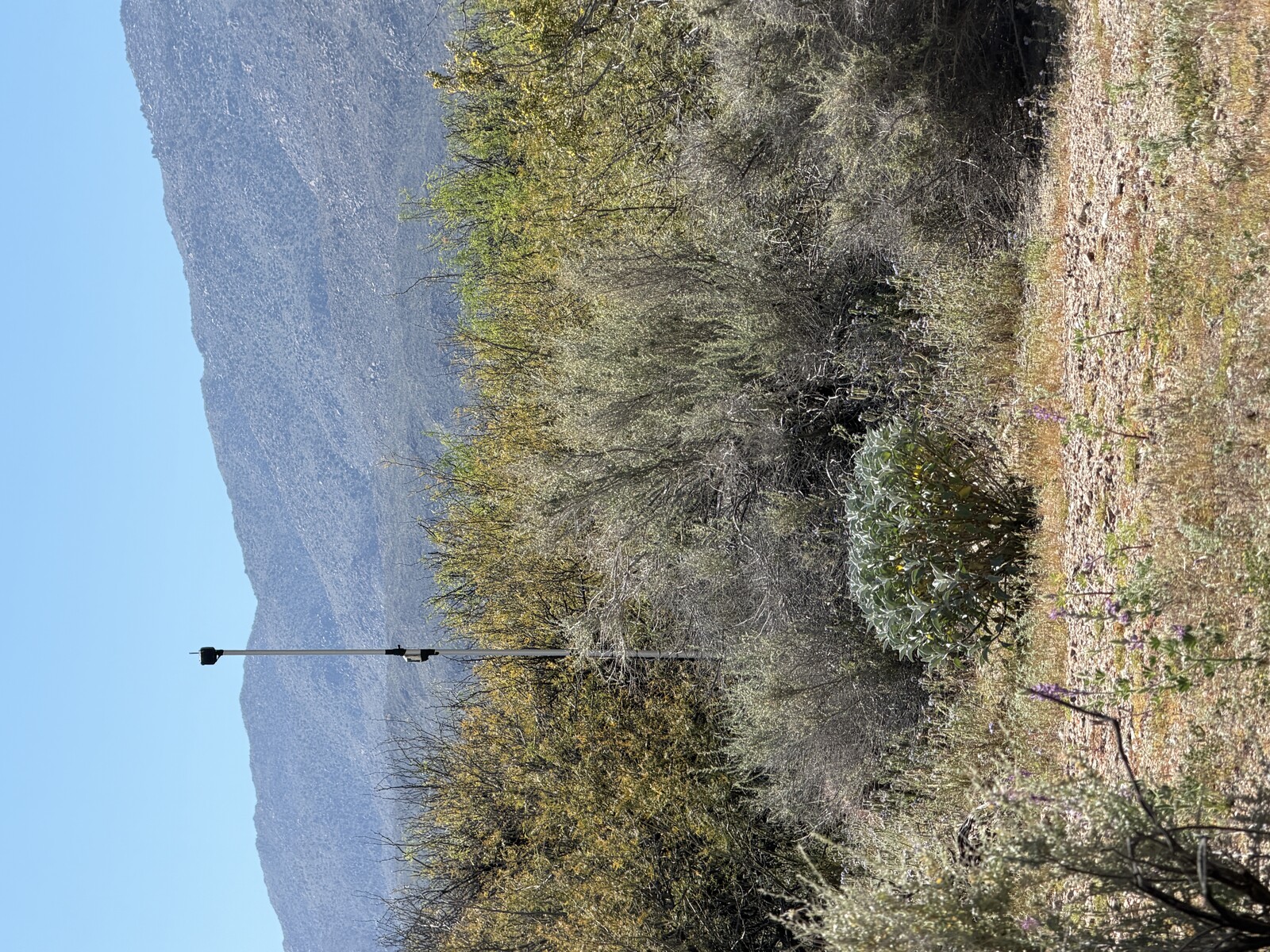 Biodiversity monitoring station at Steele/Burnand Anza-Borrego Desert Research Center, March 2026 — a node in the California Sentinel Sites for Nature network. The instrument is on the pole; the site is everything around it.