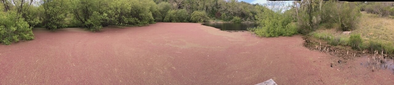 The Coming Eutrophication: When AI Agents Choke the Internet