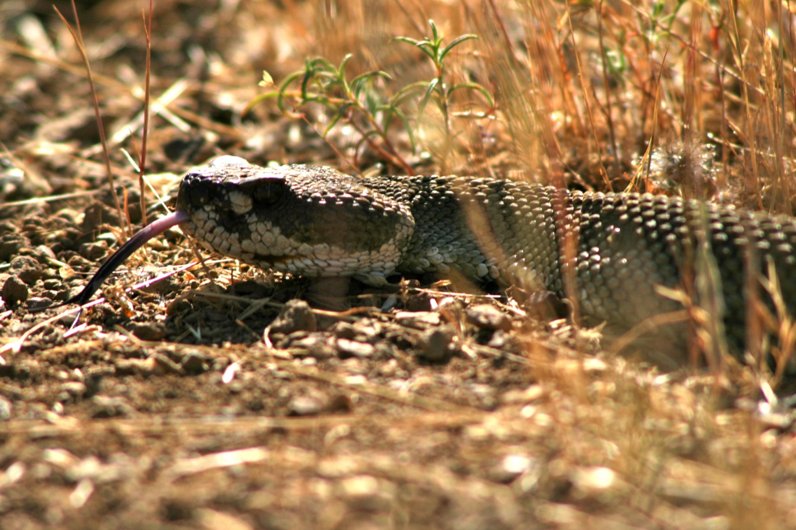 The field of computer security can be a snake pit of challenges, and the latest challenges with building secure applications on top of LLMs is an insurmountable one that has yet to be solved