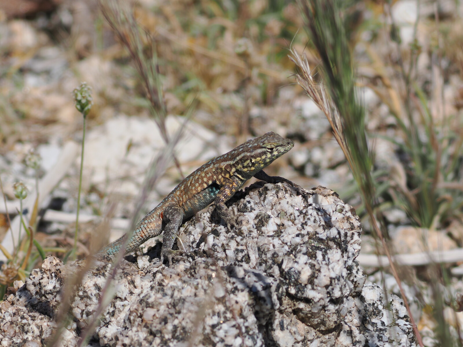 Dispatch from the Frog’s Hot Tub