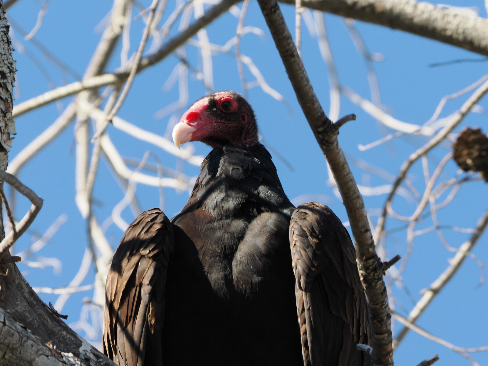 Turkey Vulture, Anza-Borrego Desert State Park, March 2026. Photo by Michael P. Hamilton.