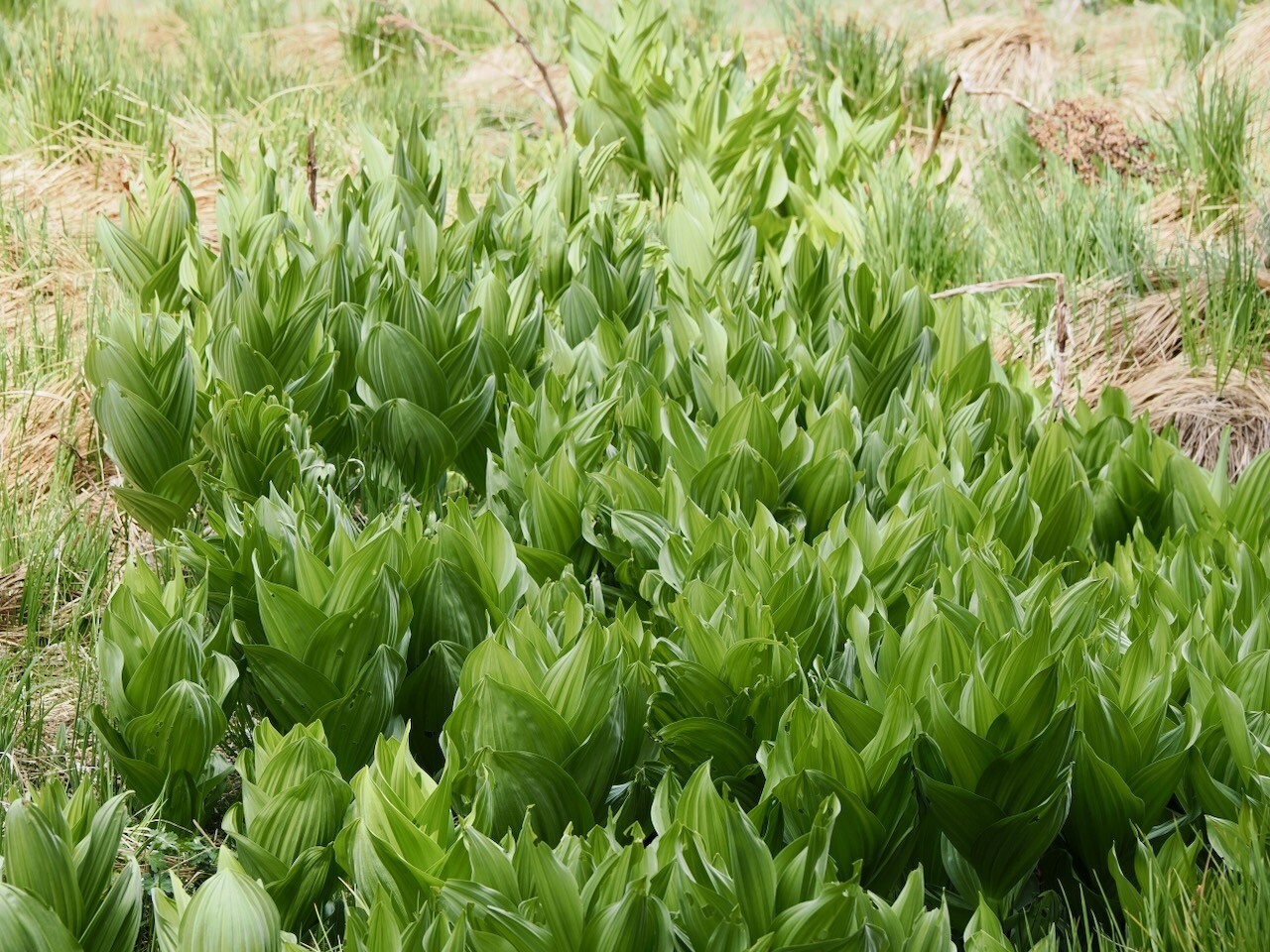 Of Corn Lily and Skunk Cabbage