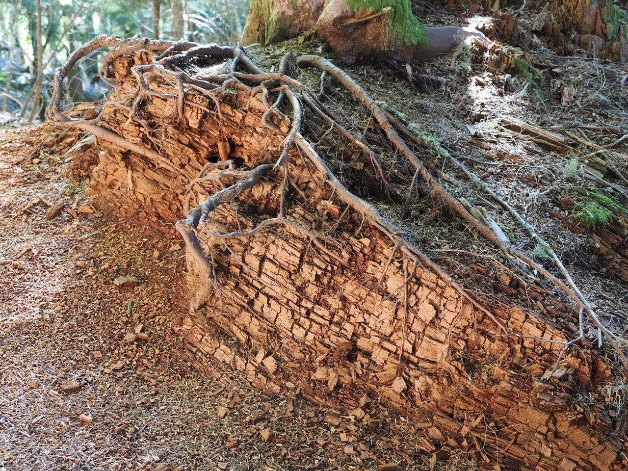 The Magnetic Holodeck: From Palm-Sized Magnets to a New Way of Seeing