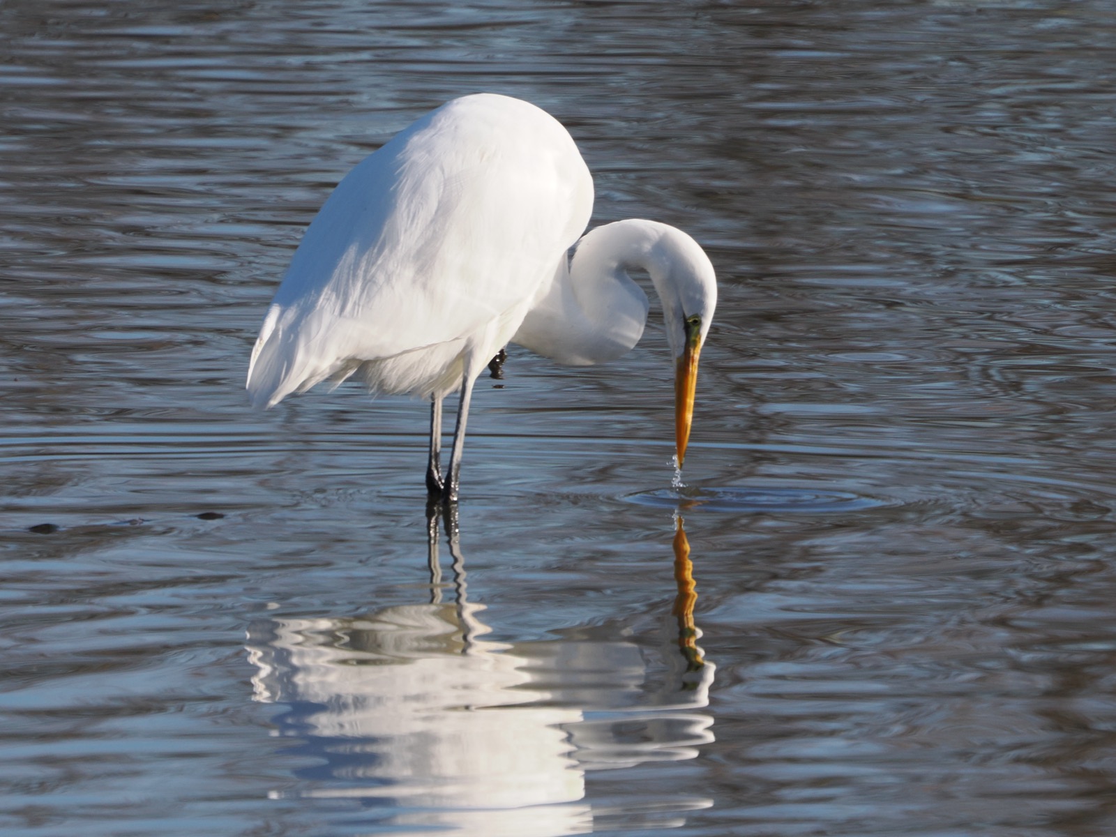 Seeing nature as a mirror is a useful tool - yesterday’s birding at Fernhill Wetlands, Oregon